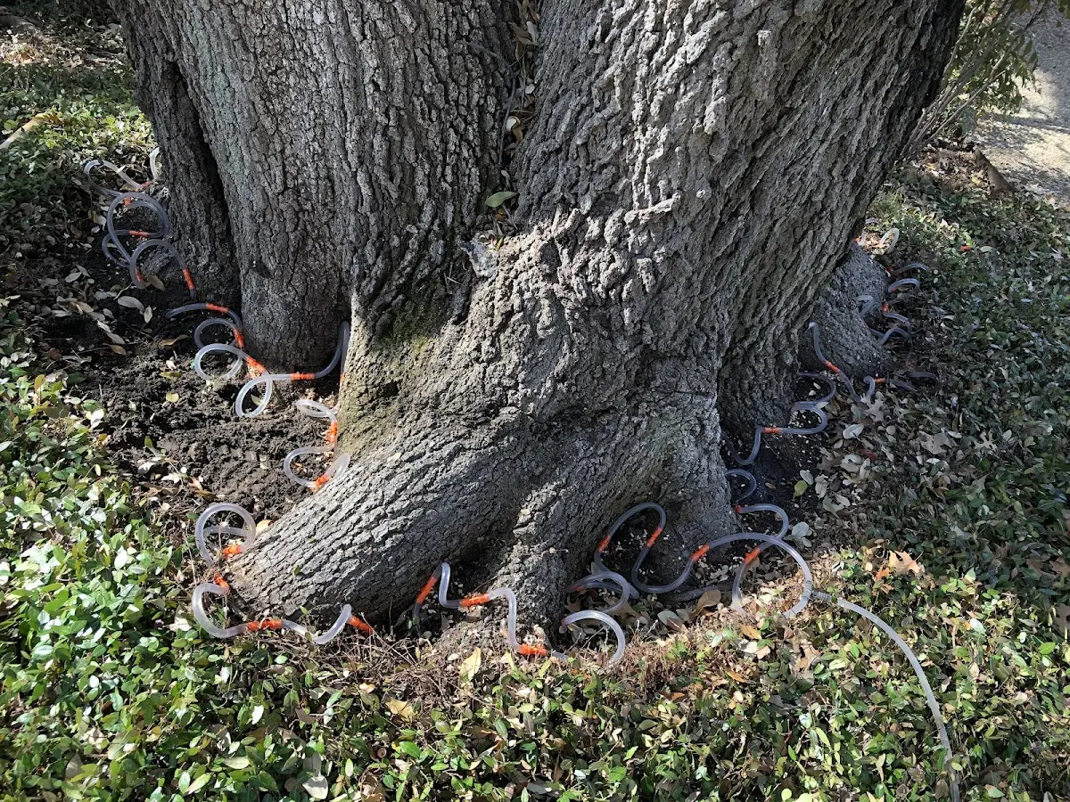 Detailed Tree Cabling and Bracing job site in Fairmount City