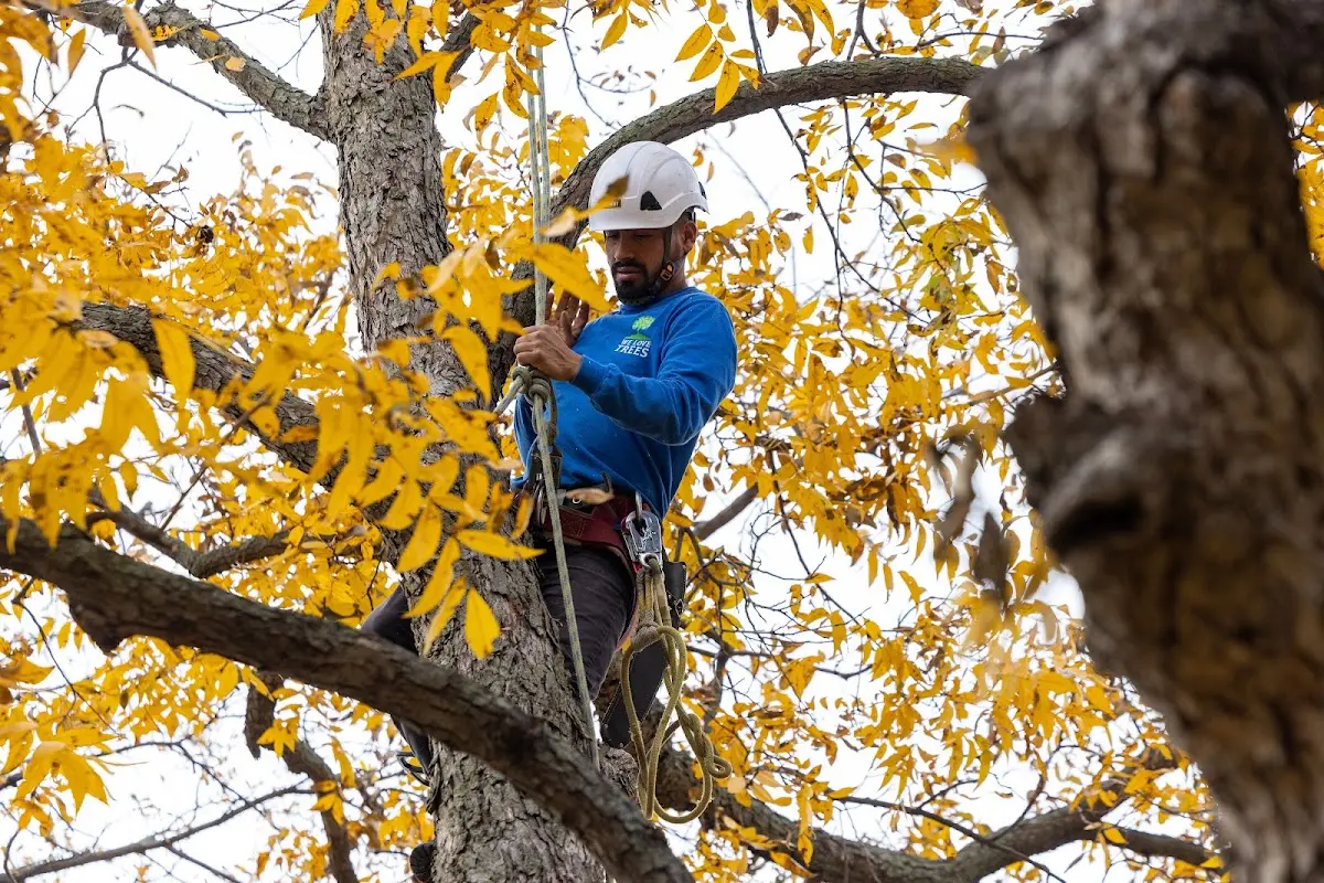 Skilled Tree Trimming crew working in Fairmount City